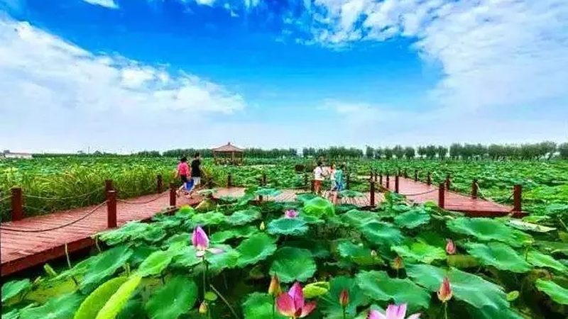 蓝莓种植定制方案报价