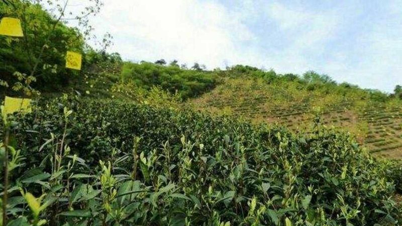 绿色食品代理流程：从源头把控到市场准入