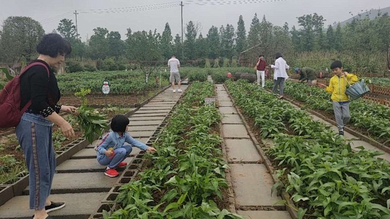 采摘园选址的五大关键要素，影响批发价格的重要因素
