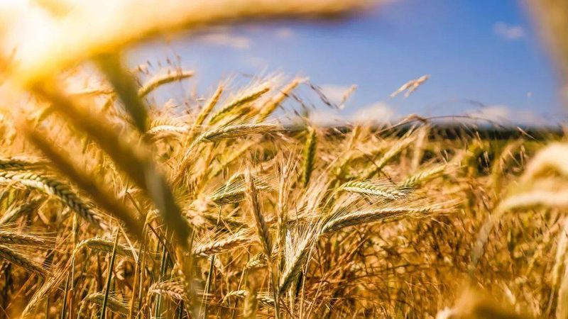 复合肥可以分为氮磷钾型、氮磷型、氮钾型等。以下是一些常见复合肥的类型及特点：