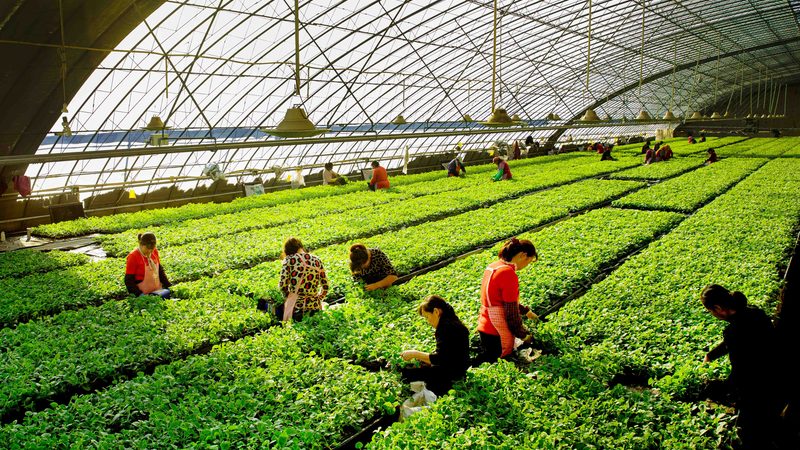农业产业园规划设计：关键参数与要求解析**