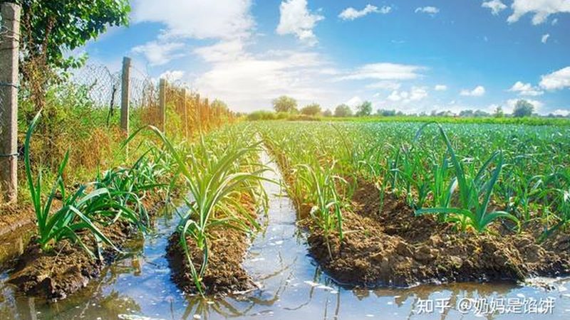 新疆水果种植气候条件排名解析