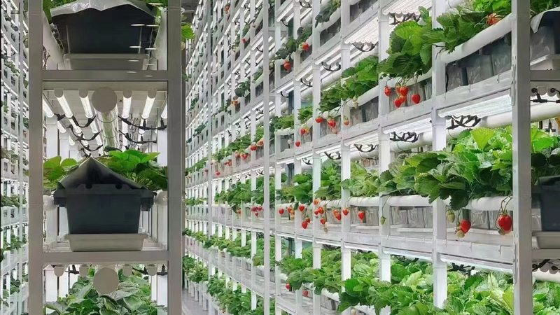 批发商的货从哪来：拆解农产品厂家发货全流程